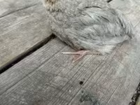 Quails — foto 6