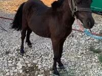 Yegua, Caballos — foto 2