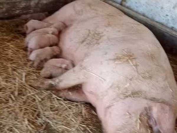 Sow, Крупная белая