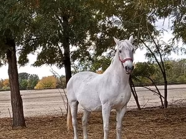 Yegua, Lipizzaner