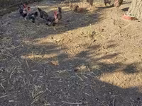 gallina danesa — foto 4