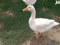 إمدن — الصورة 8