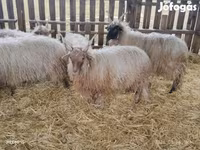Carnero, Racka sheep — foto 8
