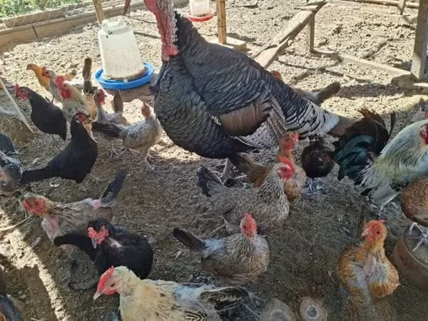 Turkeys