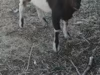 Kozioł, Nigerian dwarf goats — zdjęcie 2
