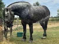 Cavalo, Cavalos — foto 4
