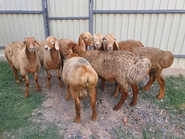 母羊, Edilbay sheep