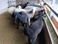 Ovca, Rhon sheep — fotografija 7