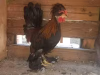 Chickens — 照片 4