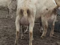 Коза, Saanen goat — фото 8