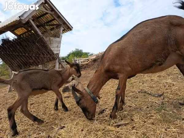 Cabro, Alpine goat