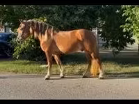 Koń, Haflinger — zdjęcie 1