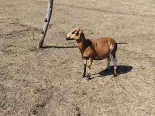雄ヤギ, ヤギ — ハンガリー