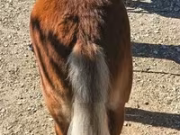 Aygʻir, Shetland Pony — 3-rasm