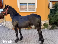 Pastuv, Hungarian horse breed — fotografija 4