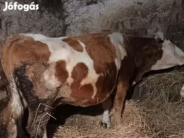 Vaca, Raça cinza húngara — Hungria
