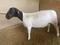 भेड़, Dorper sheep — फ़ोटो 1