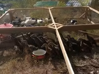 Nemački pekin — fotografija 3