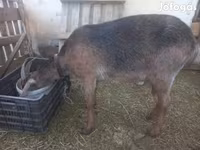 Koza, Nubian Goat — fotografija 1