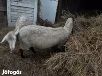 Oveja, Dorper sheep — foto 4