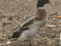 Geese — fotografija 5