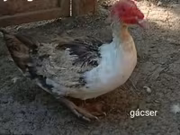 Ducks — Foto 4