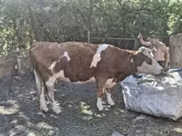 母牛, Aberdeen-Angus — 照片 1