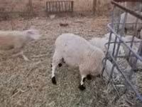 كبش, Cerry Hill sheep — الصورة 1