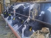 母牛, Russian Black pied cattle — 照片 3