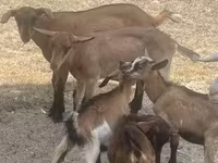 बकरा, बकरियाँ — फ़ोटो 3