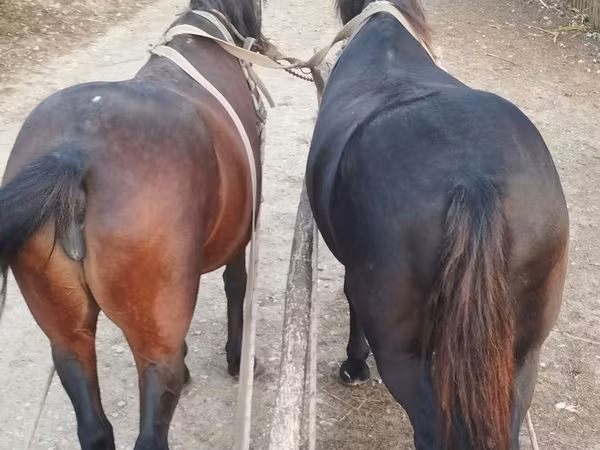雌馬, 馬