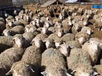 Ovca, Kuibyshev sheep — fotografija 6