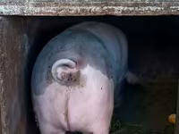 Sow, Pigs — photo 2