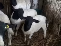 Qo‘ylar (partiya, jinsi ko‘rsatilmagan), Dorper sheep — 3-rasm