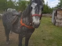 Cavalo, Cavalos — foto 2