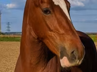فرس, Dutch warmblood horse — الصورة 6