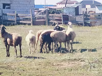Brebis, Moutons — photo 1