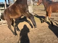 Айғыр, Hungarian horse breed — 2-сурет