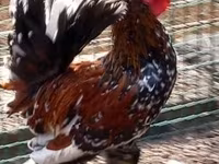 Chickens — zdjęcie 1