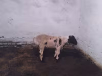Ovan, Suffolk sheep — fotografija 1