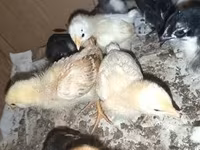 Chickens — zdjęcie 2