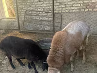 Baran, Arashan sheep — zdjęcie 7