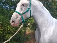Mare, Lipizzaner — photo 4
