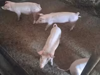 母猪, Pigs — 照片 4