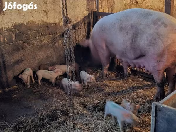 Säue, Schweine