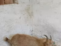Koza, Saanen goat — zdjęcie 4