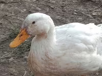 Ducks — الصورة 3