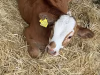 公牛, Simmental cattle — 照片 2