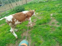 Cow, Simmental cattle — photo 4