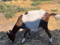 Goat, Goats — photo 2